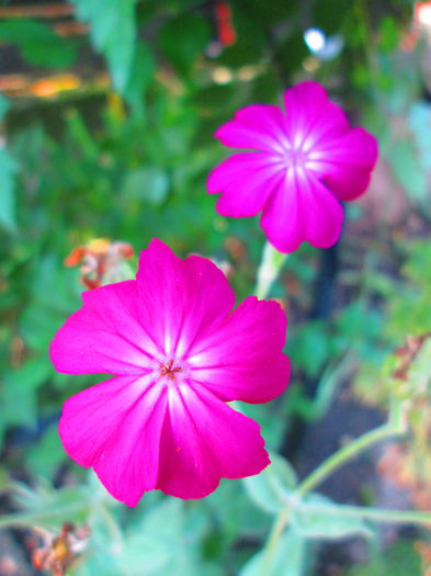 IMG_3941 - FLOWERS 2015
