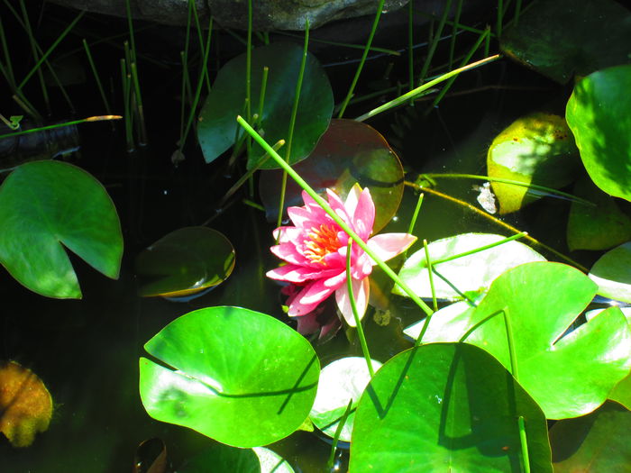 IMG_3944 - FLOWERS 2015