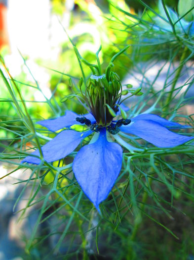 IMG_3984 - FLOWERS 2015