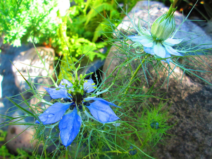IMG_3989 - FLOWERS 2015