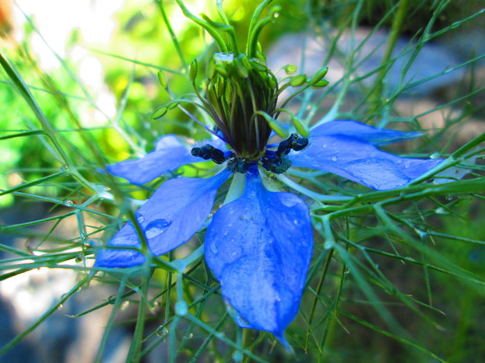 IMG_3990 - FLOWERS 2015