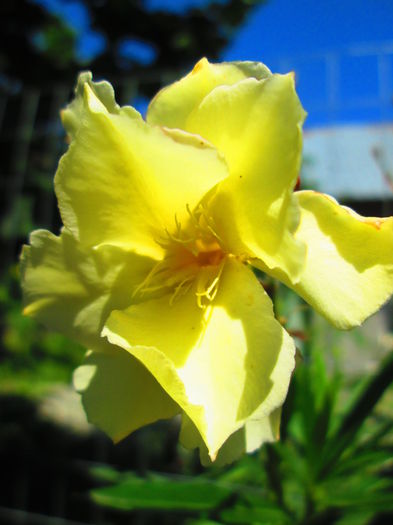 IMG_3993 - FLOWERS 2015