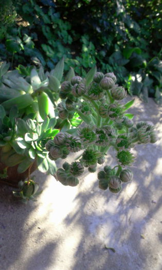 Fotografie2623 - Cactusi si suculente
