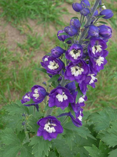  - Delphinium