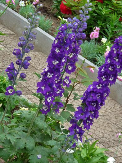 P1640297 - Delphinium