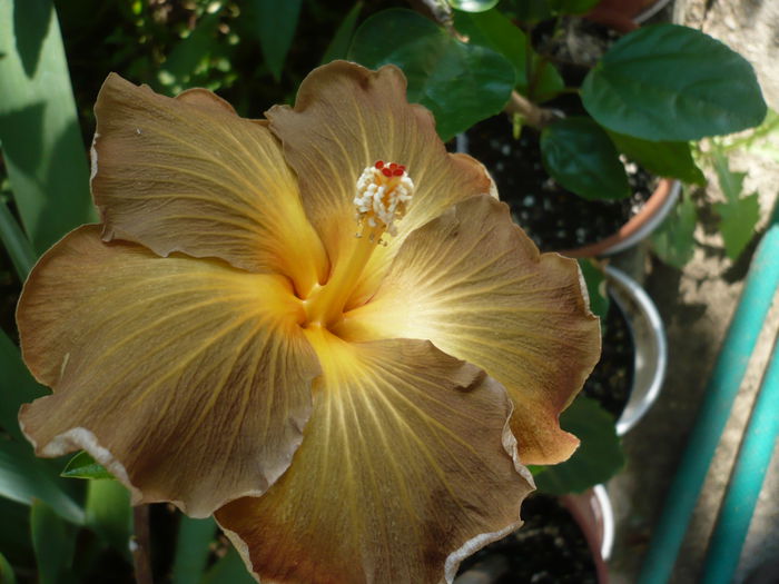 06.07.2015 - HIBISCUSI 2015-1