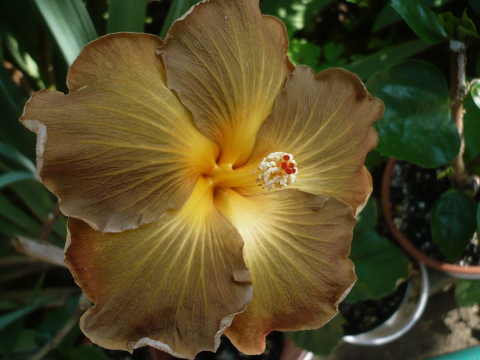 Black Jack - HIBISCUSI 2015-1