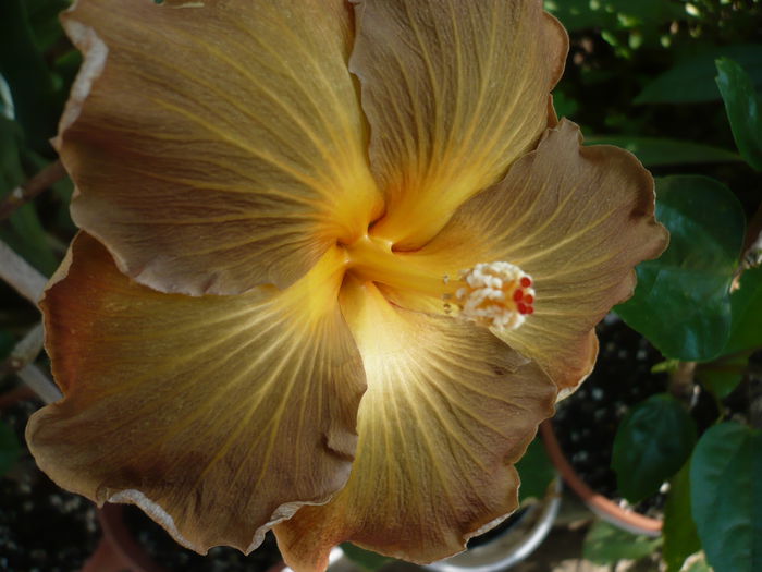 P1220937 - HIBISCUSI 2015-1