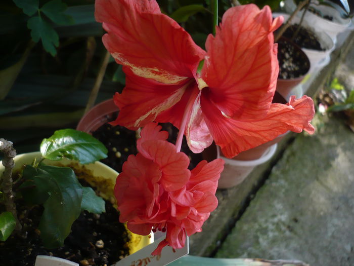 P1220932 - HIBISCUSI 2015-1