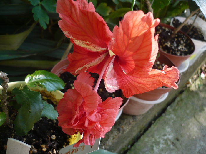 P1220934 - HIBISCUSI 2015-1