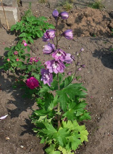 P1630073 - Delphinium