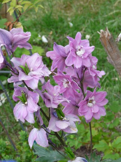 P1660429 - Delphinium