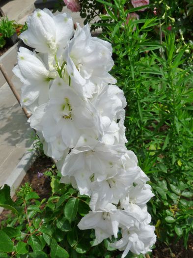 60-80 cm - Delphinium