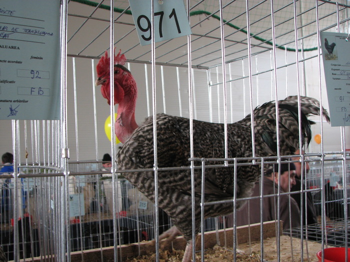 Expozitia Nationala Breaza 2010 099
