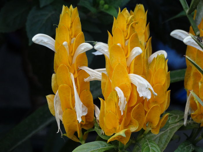 DSC02476 - Plante in ghiveci 2015