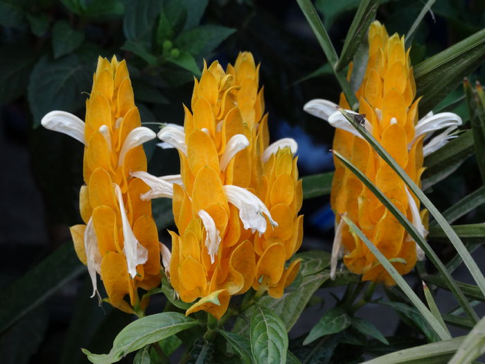 DSC02475 - Plante in ghiveci 2015