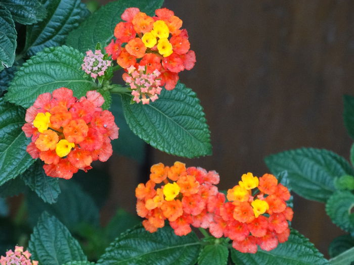 DSC02422 - Plante in ghiveci 2015
