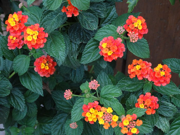 DSC02421 - Plante in ghiveci 2015