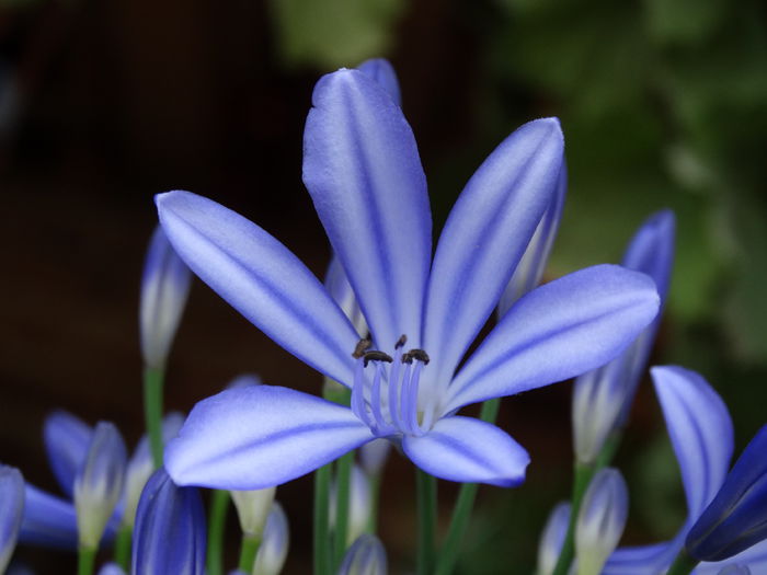 DSC02426 - Plante in ghiveci 2015