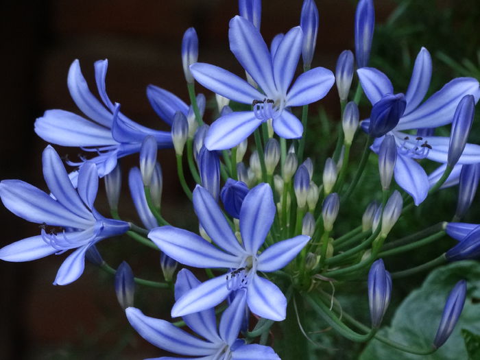 DSC02424 - Plante in ghiveci 2015