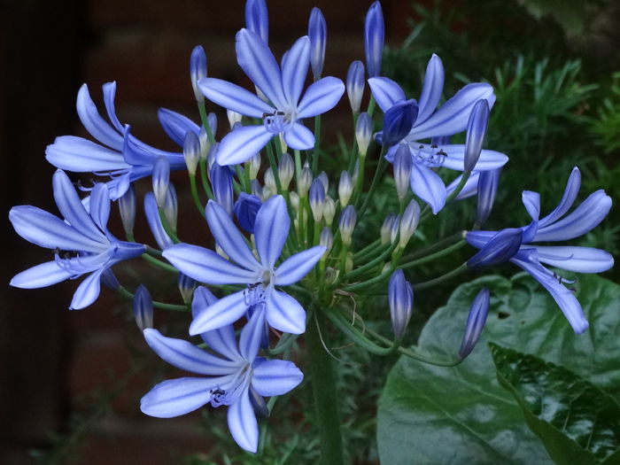 DSC02423 - Plante in ghiveci 2015