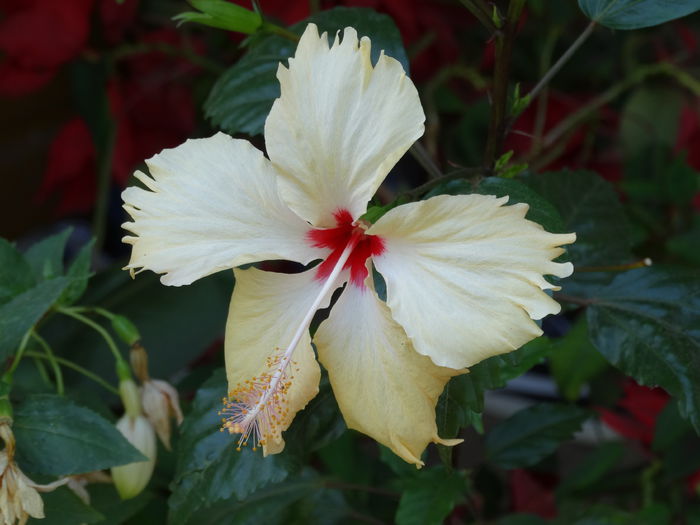 DSC02432 - Plante in ghiveci 2015