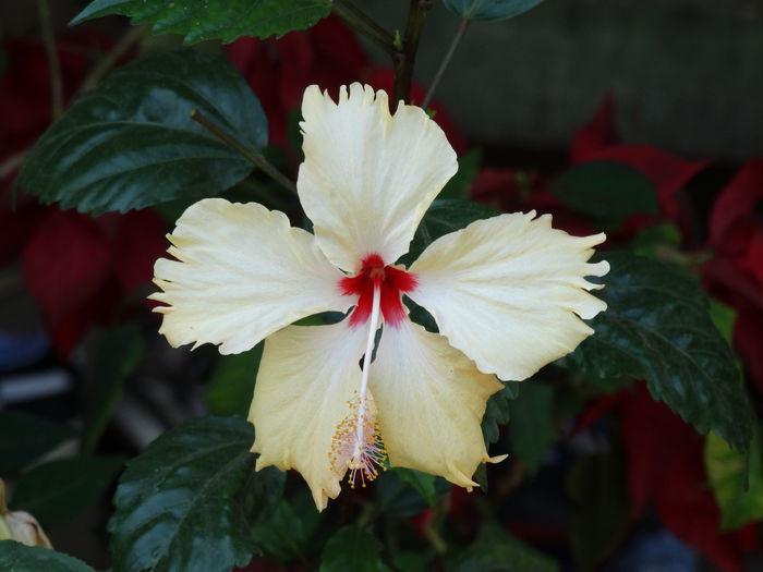 DSC02435 - Plante in ghiveci 2015