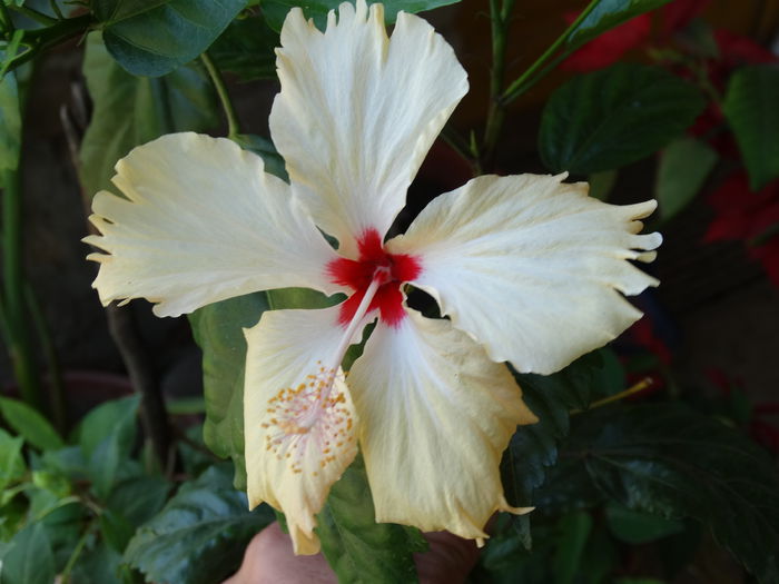 DSC02433 - Plante in ghiveci 2015
