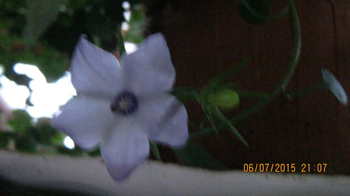 c. i.sophylla albastra - Campanule-flori