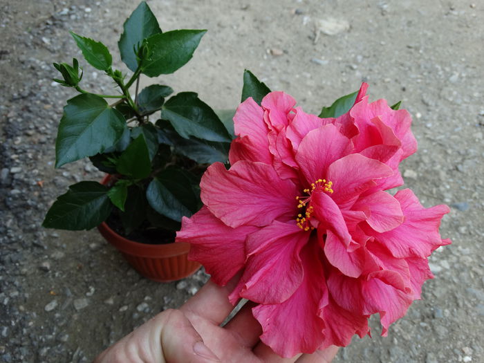 DSC02440 - Plante in ghiveci 2015
