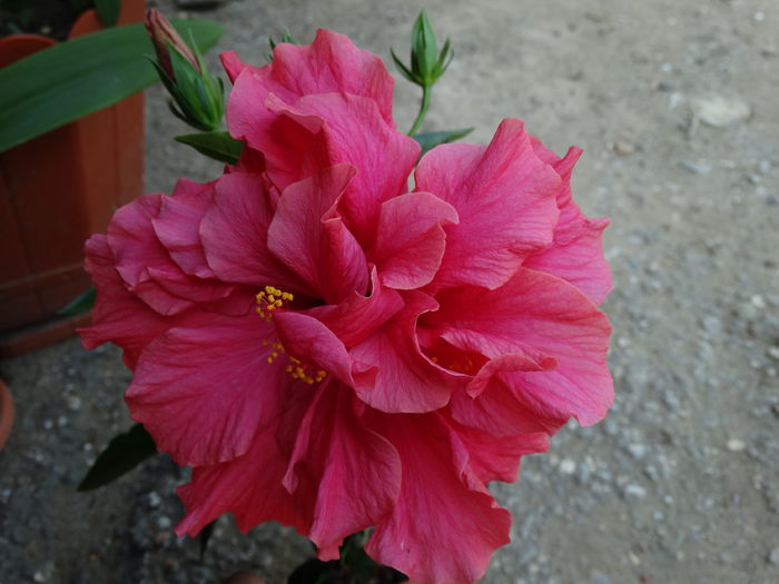 DSC02441 - Plante in ghiveci 2015
