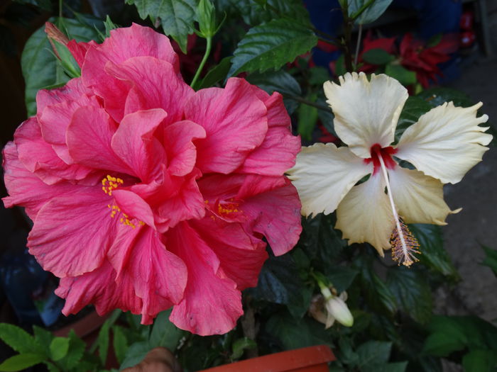 DSC02473 - Plante in ghiveci 2015