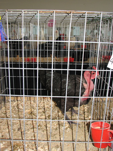 Expozitia Nationala Breaza 2010 100