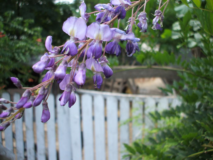 Glicinia inflorita a doua  oara