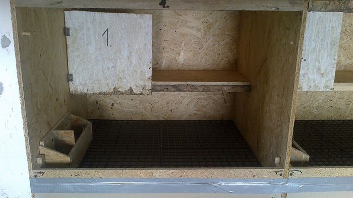 11721179_476192892557679_9479594_n - Modele Crescatorii