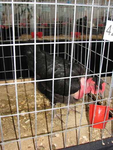 Expozitia Nationala Breaza 2010 101