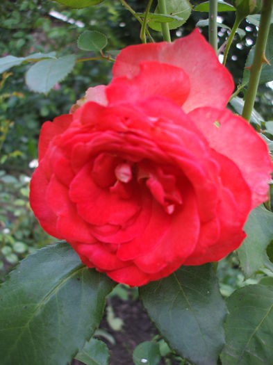 DSCF1133 - trandafiri urcatori 0