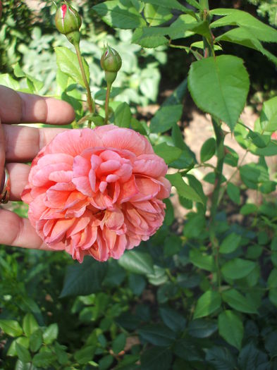 DSCF1065 - trandafiri englezesti 0