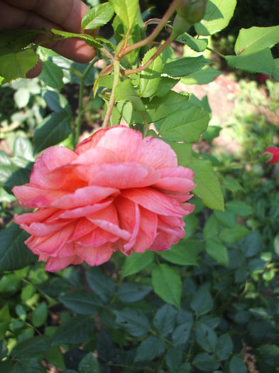 DSCF1067 - trandafiri englezesti 0