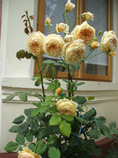 DSCF1097 - trandafiri englezesti 0