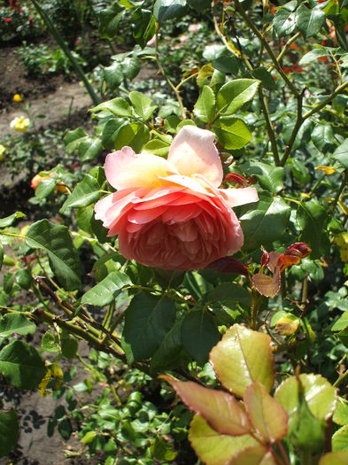 DSCF1119 - trandafiri englezesti 0