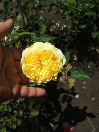 golden celebration - trandafiri englezesti 0