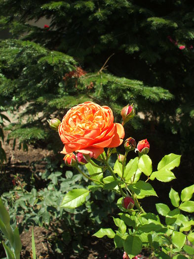 summer song - trandafiri englezesti 0