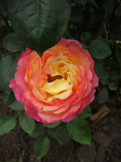 DSCF1102