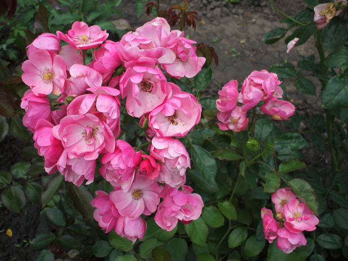 DSCF1135