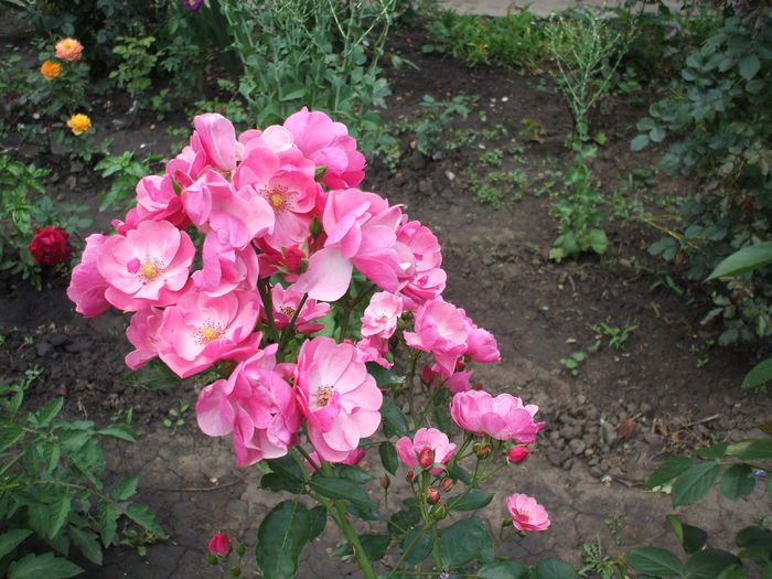 DSCF1136