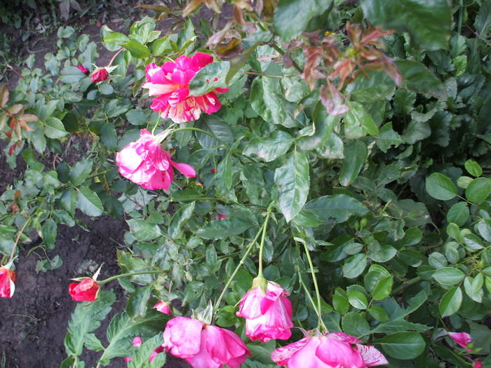 DSCF1150