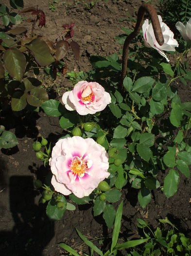 DSCF1192