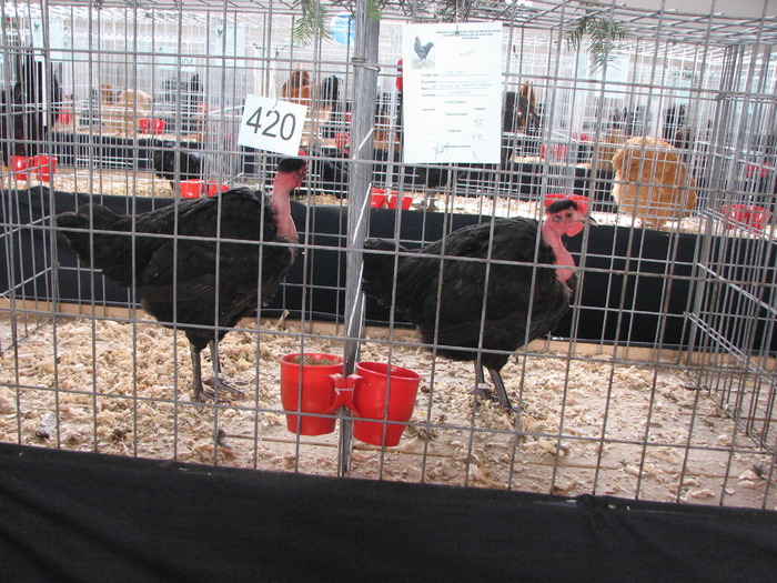 Expozitia Nationala Breaza 2010 102