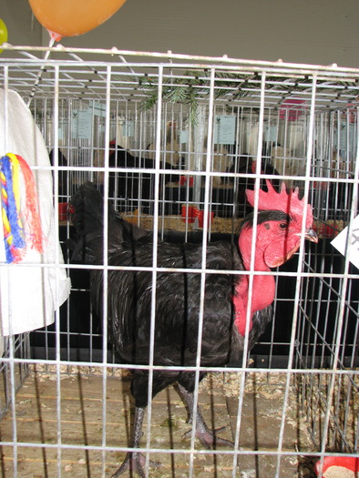Expozitia Nationala Breaza 2010 104